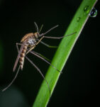 Modifying mosquitoes to suppress disease transmission